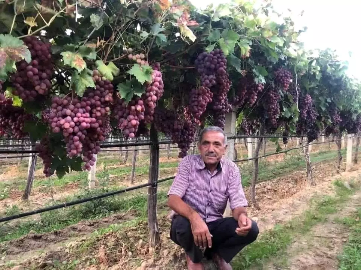 Sarıgöl'de 2025 Üzüm Sezonu İşçi Ücretleri Belirlendi