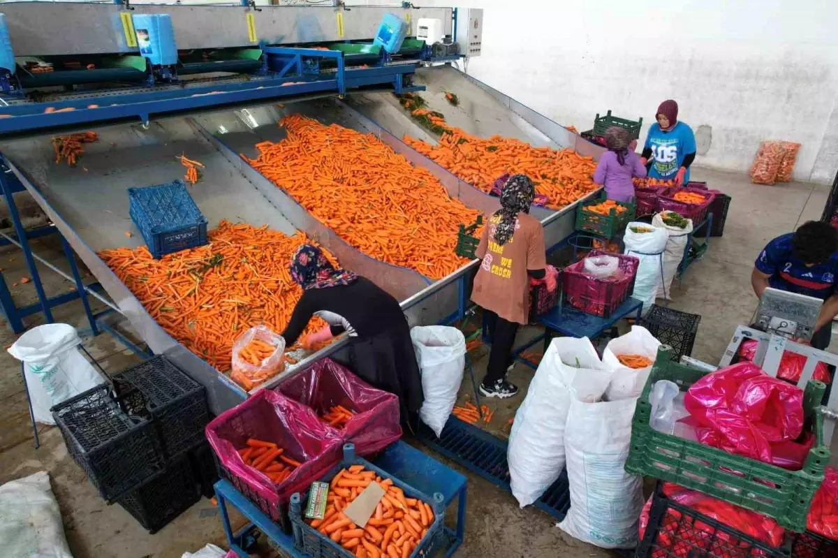 Konya'da Havuç Üretimi: Kadınlar Tarımda Önemli Rol Oynuyor