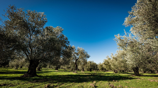 Zeytinliklerin madencilik faaliyetlerine açılmasını öngören kanun teklifi Meclis'te kabul edildi