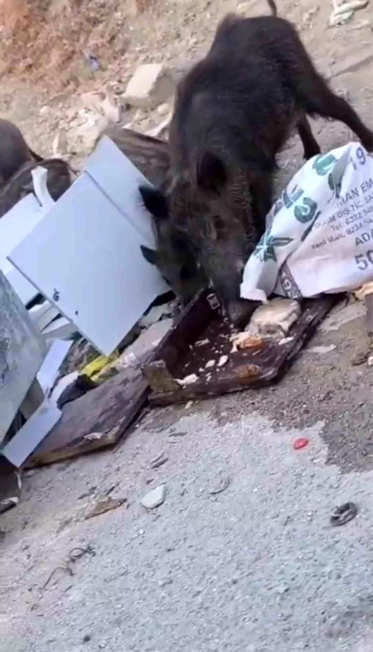 Hatay'da Aç Kalan Domuzlar Yerleşim Alanına İndi