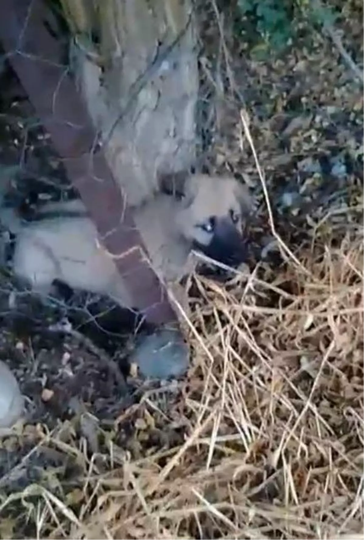 Elazığ'da Yavru Köpeği Kurtaran Vatandaşın Mücadelesi Yürekleri Isıttı
