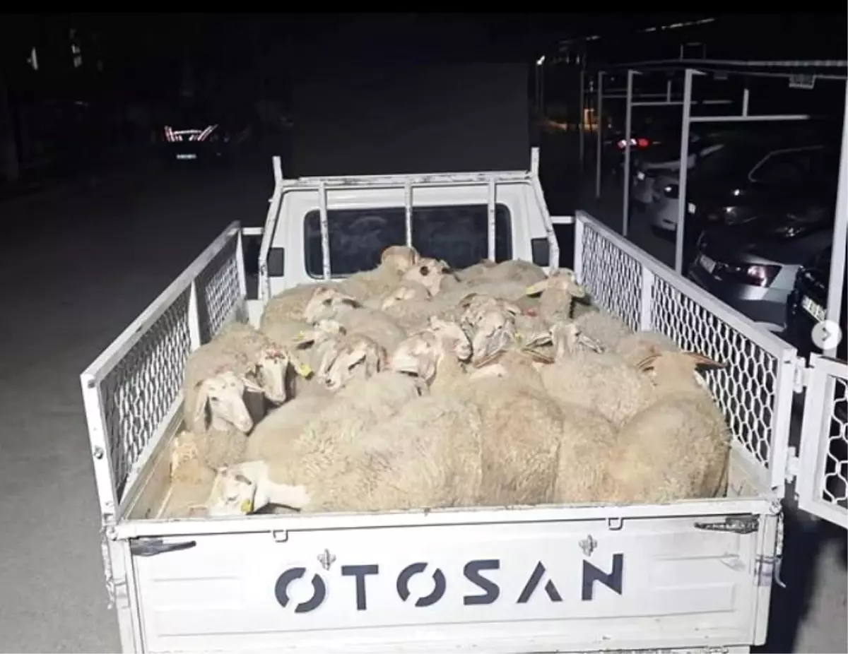 Isparta'da 32 Küçükbaş Hayvanı Çalan Şüpheliler Uşak'ta Yakalandı
