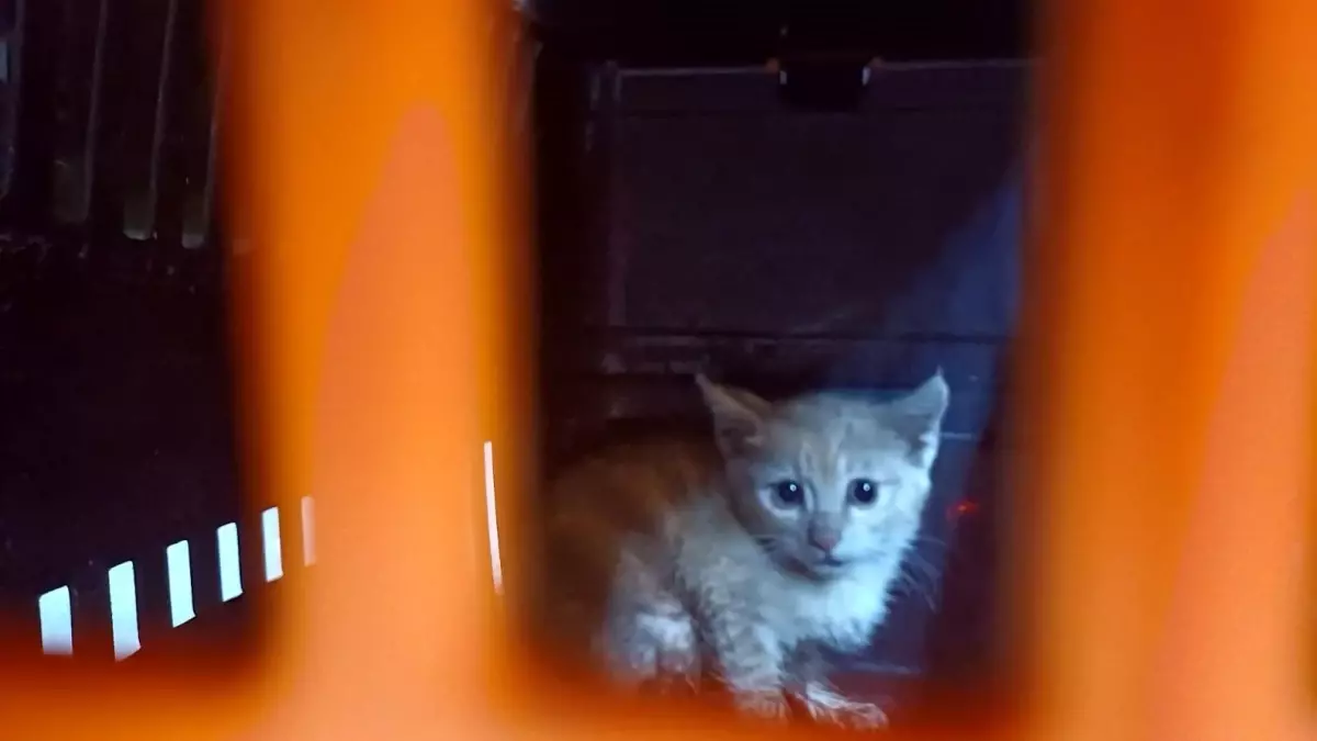 Antalya'da Kanalizasyona Düşen Yavru Kedi Kurtarıldı