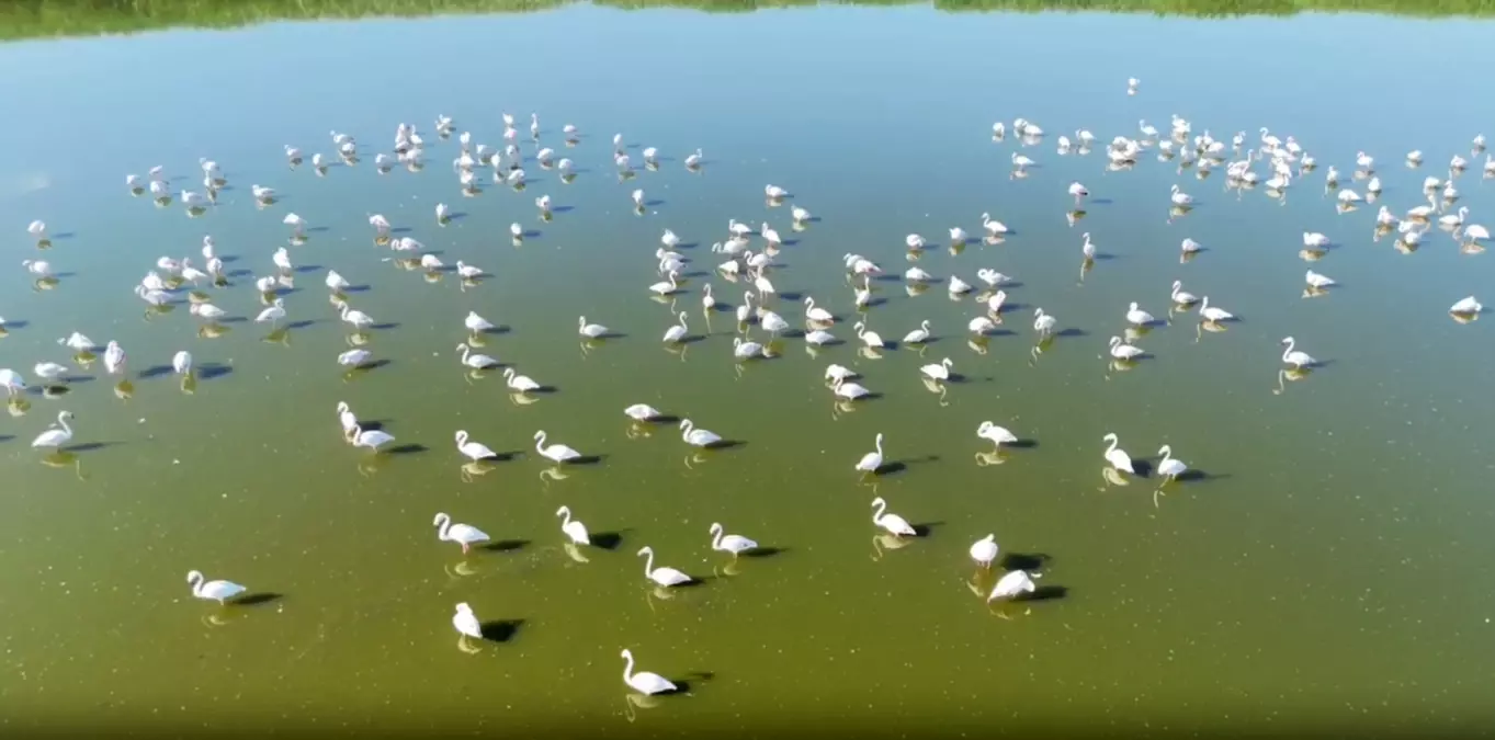 Eber Gölü'ndeki Flamingolar Kuraklıkla Mücadele Ediyor