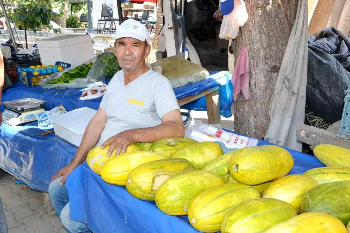 Manisa'da Altınbaş Kavunu Hasadı Başladı ve Coğrafi İşaret İçin Çalışmalar Devam Ediyor