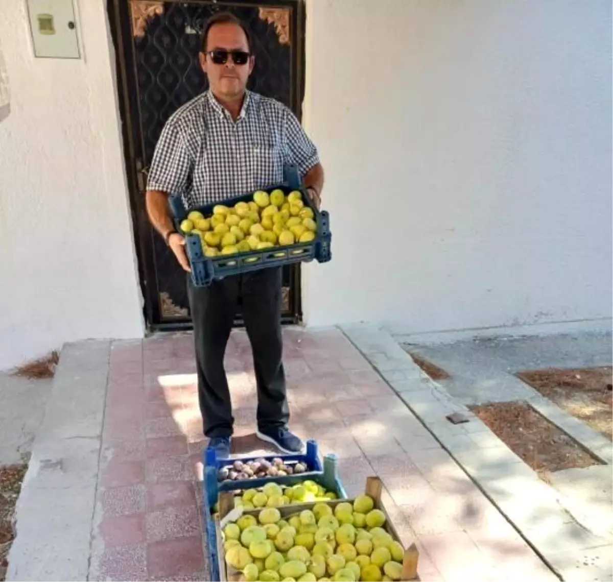 Mersin'in Mut İlçesinde Beyaz İncir Hasadı Başladı