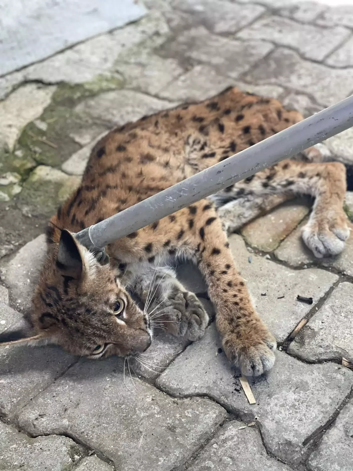 Çorum'da Tavuk Kümesine Giren Vaşak Yakalandı