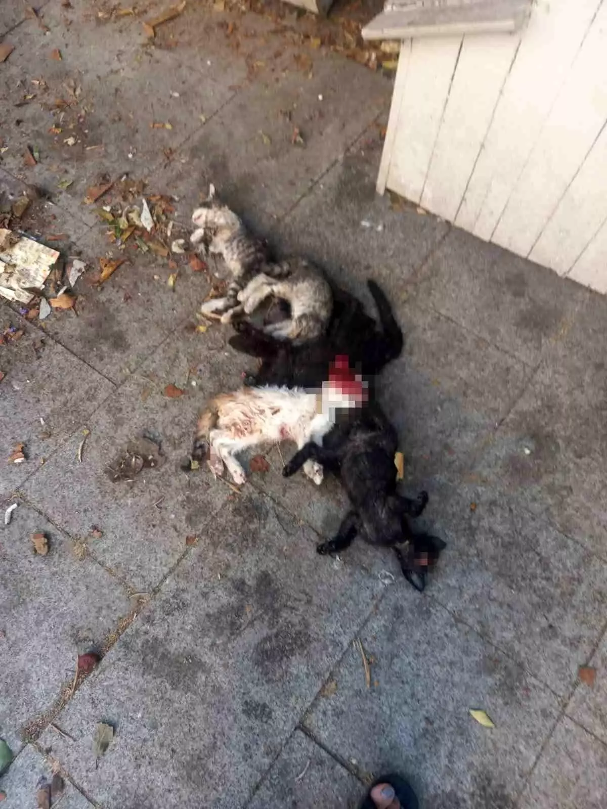 Maltepe'de 6 Yavru Kedi Vahşice Öldürüldü, 1 Kişi Gözaltında