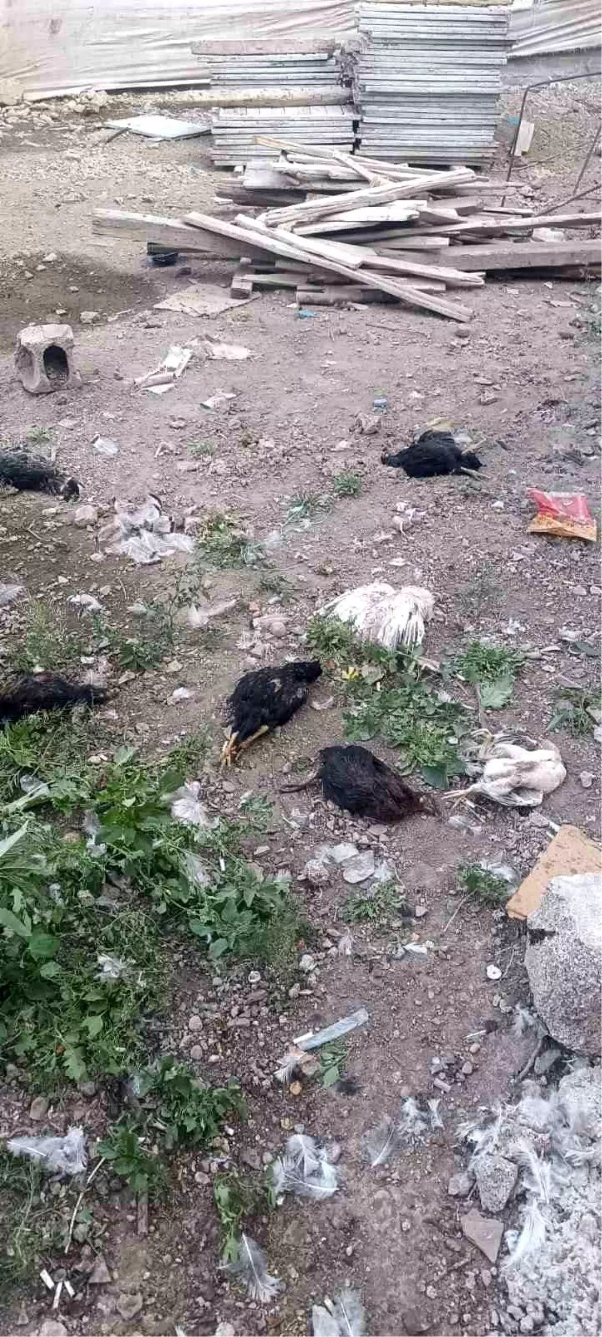 Yüksekova'da Başka Köpekler 21 Hindi ve Tavuğu Telef Etti