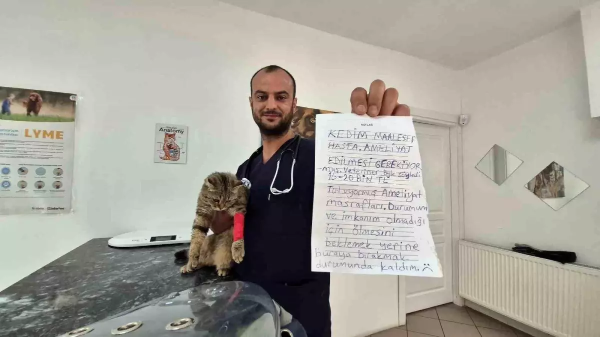 Düzce'de Bırakılan Kedi Muayeneden Geçti: Hasta Değil