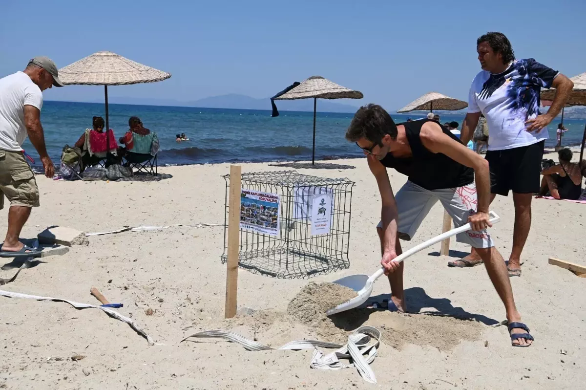 Kuşadası'nda Caretta Caretta Yumurtaları Koruma Altına Alındı