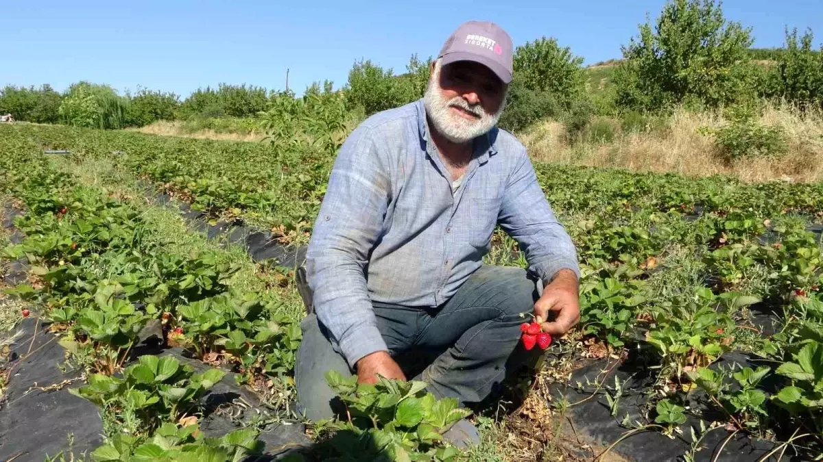 Malatya'da Zirai Don Felaketi, Doğanyol Çiftçisini Güldürdü
