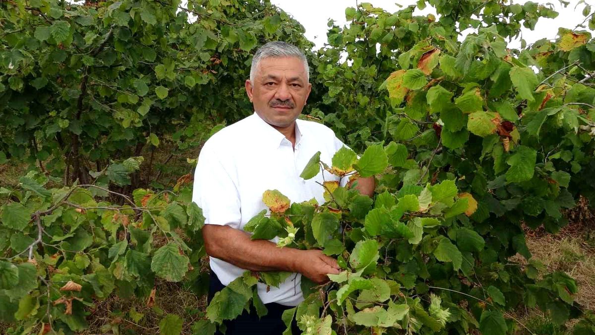 Ordu'da Fındık Rekoltesinde Büyük Düşüş: Yüzde 70 Kayıp