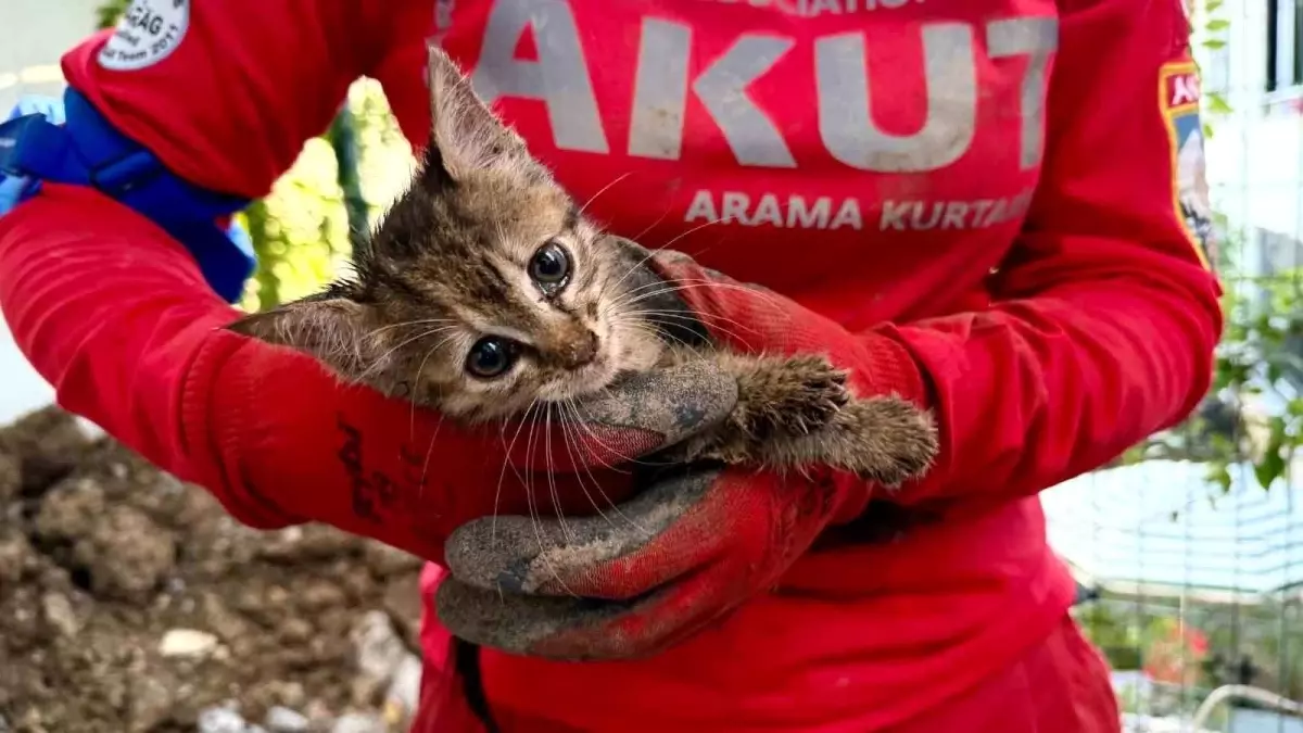 Kocaeli'de Yavru Kedi 7 Gün Sonra Kurtarıldı
