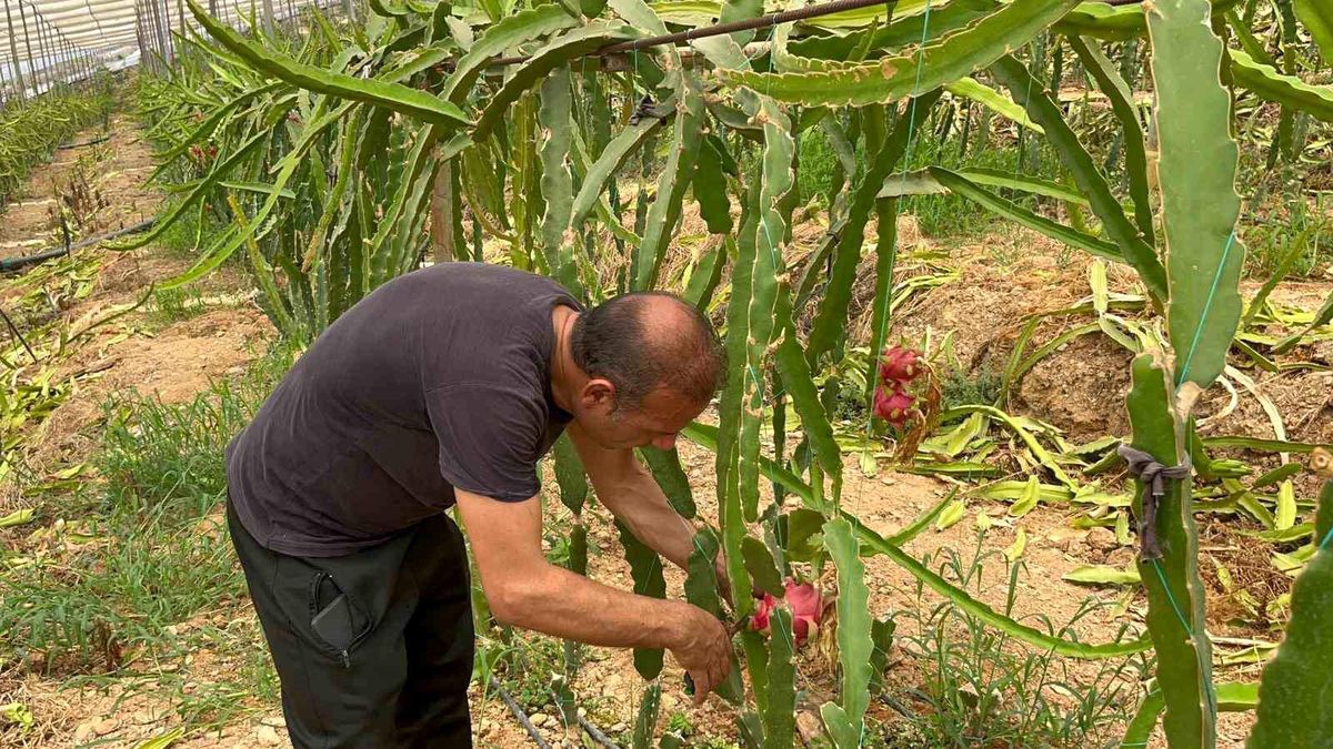 Alanya'da Ejder Meyvesi Hasadı Başladı