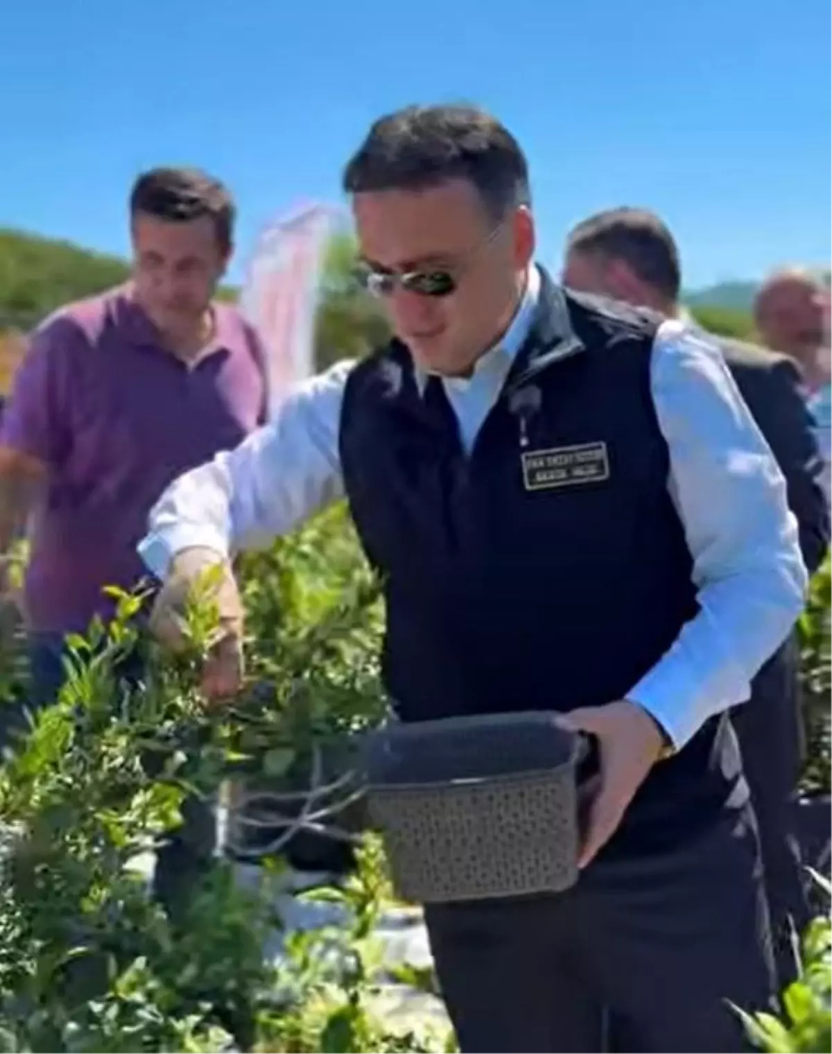 Bilecik Valisi Faik Oktay Sözer Yaban Mersini Hasadına Katıldı