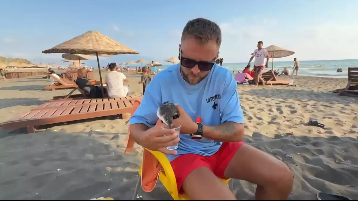 Yelkovan Kuşu Can Kurtaran Tarafından Kurtarıldı