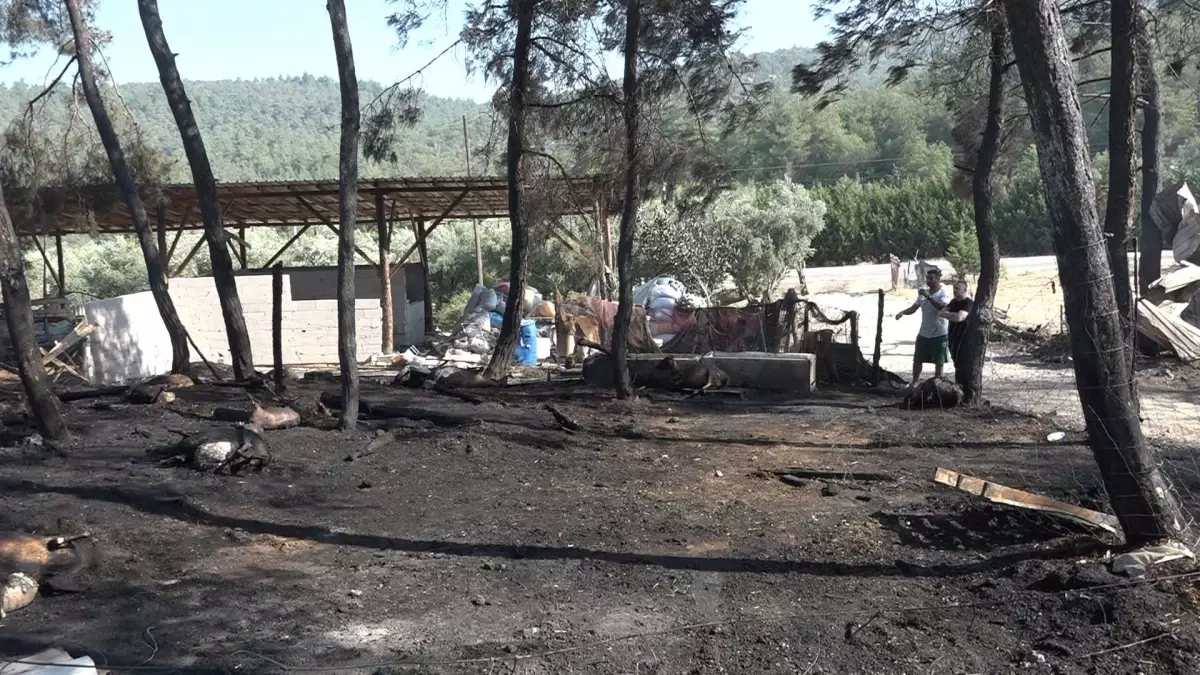 Bilecik'te Çiftlik Yangını: 95 Küçükbaş Hayvan Yandı