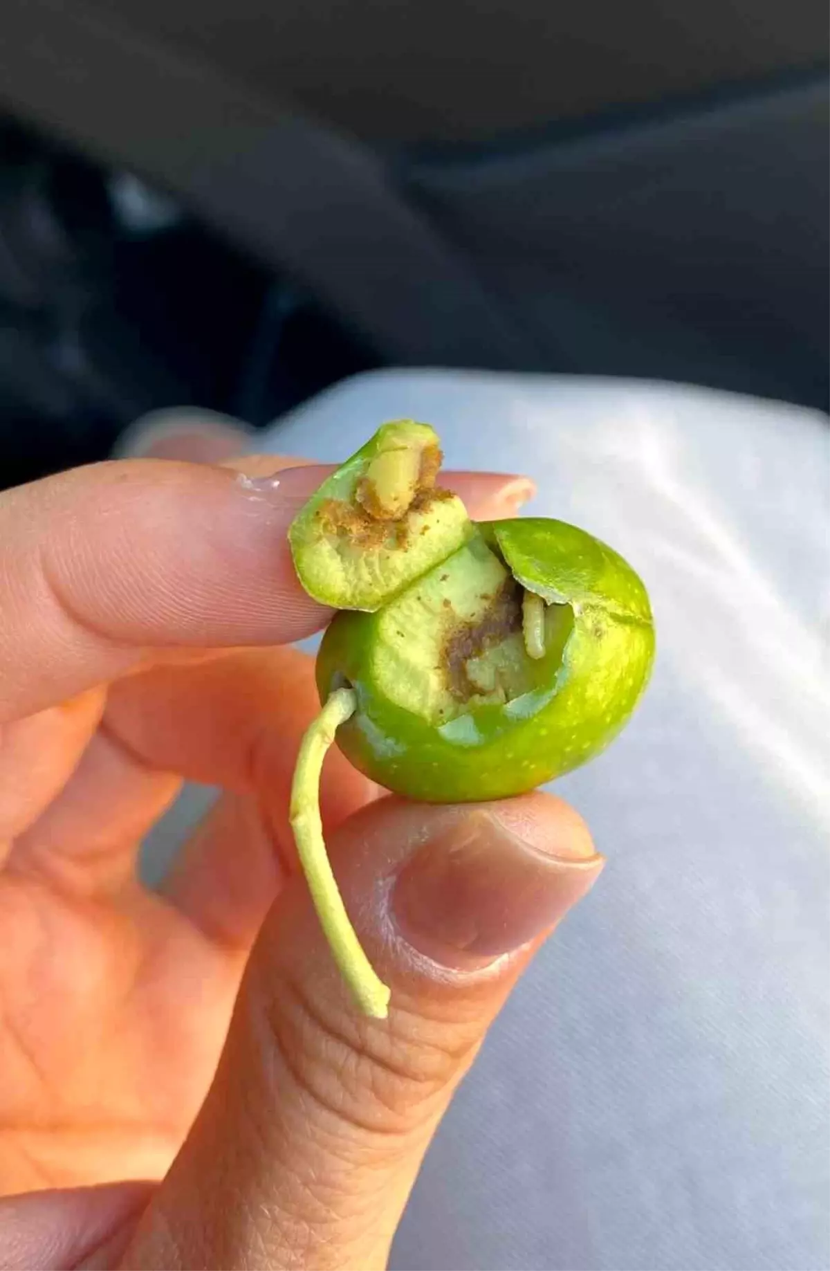 Didim'de Zeytin Üreticilerine Zeytin Sineği Uyarısı