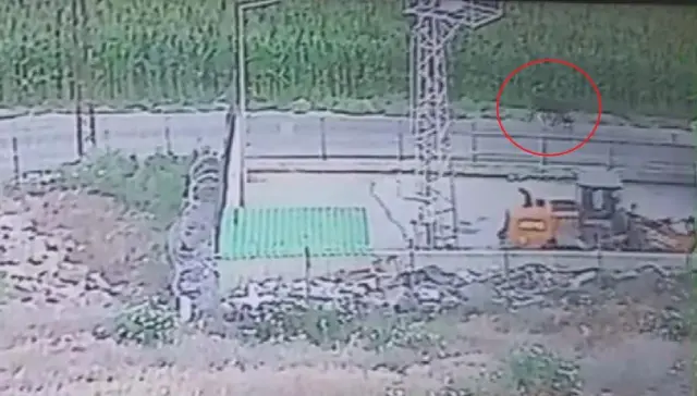Angus alarm in Hatay!: If you see them, run away immediately