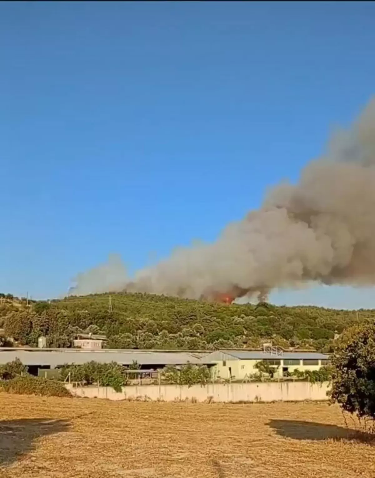 İzmir Urla'da Orman Yangınına Müdahale Başlatıldı
