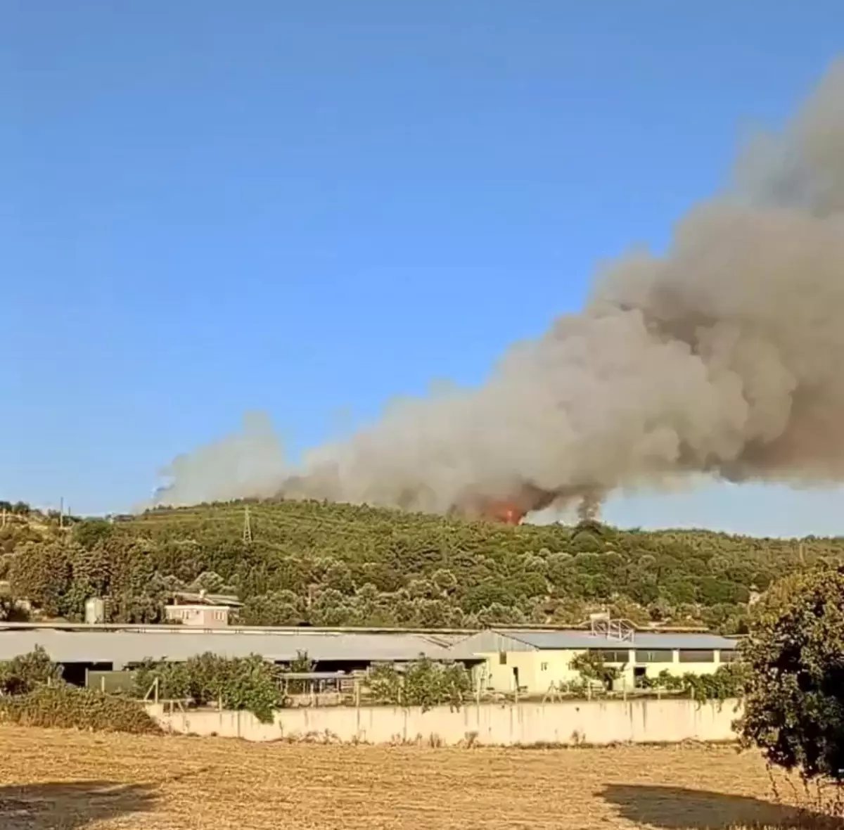 İzmir Urla'da Orman Yangını