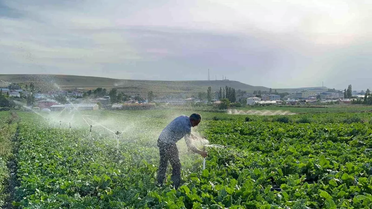 Karslı Çiftçi Baba, Çocuklarının Eğitimi İçin Pancar Ekiyor