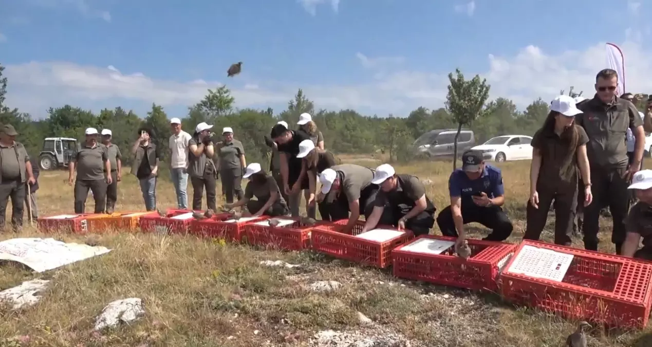 Kastamonu'da 2100 Kınalı Keklik Doğaya Salındı