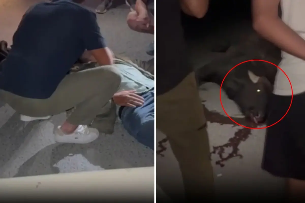 Manda aniden yola fırladı, ortalık kan gölüne döndü