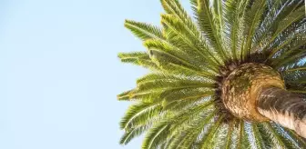 Palm Yağı Hakkında Bilimsel Verilere Dayalı 10 Gerçek
