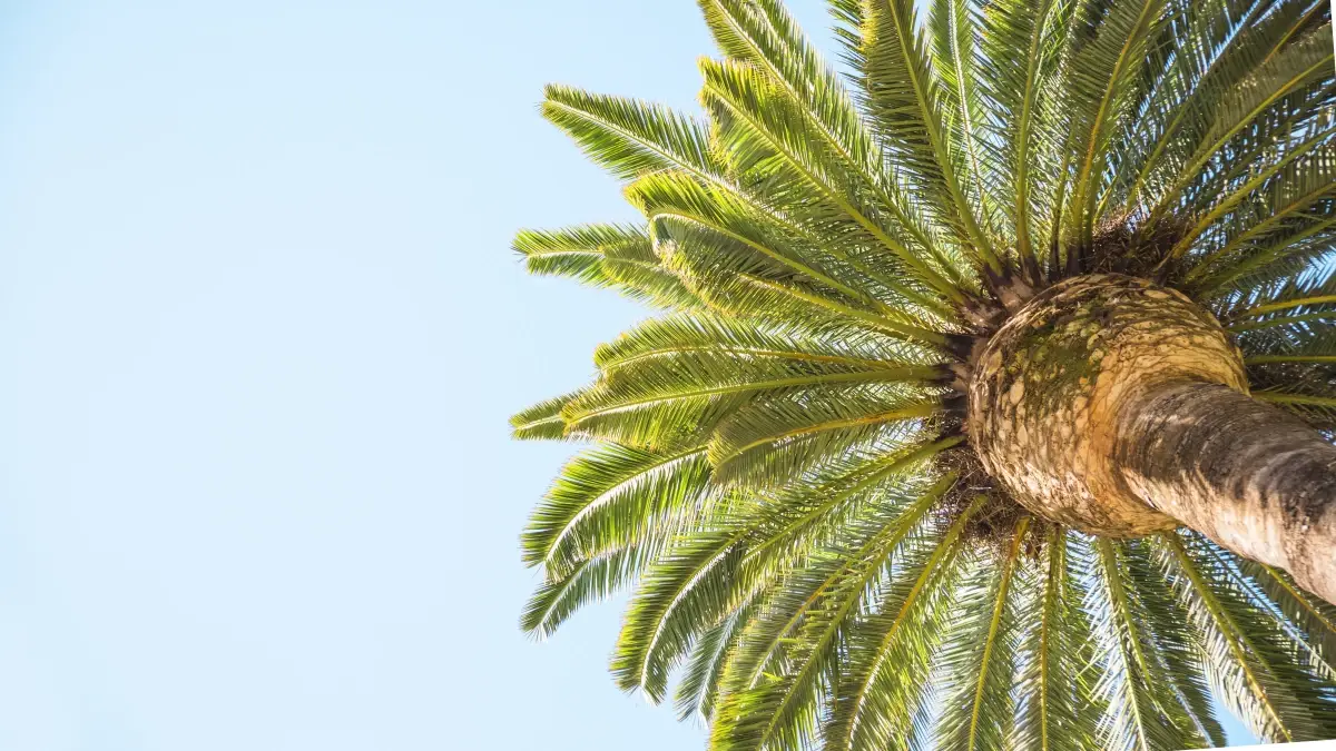 Palm Yağı Hakkında Bilimsel Verilere Dayalı 10 Gerçek