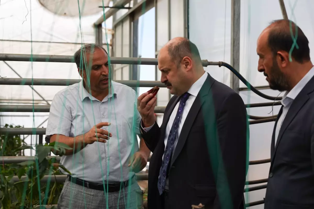 Şanlıurfa Büyükşehir Belediyesi, Ata Tohumlarına Sahip Çıkıyor