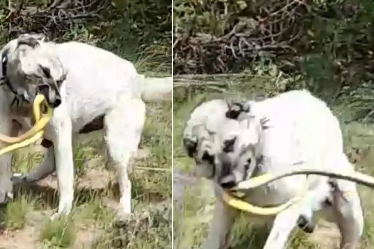 Kangalın cesaretini en iyi anlatan görüntü! Ağaca tırmandı, etkisiz hale getirdi