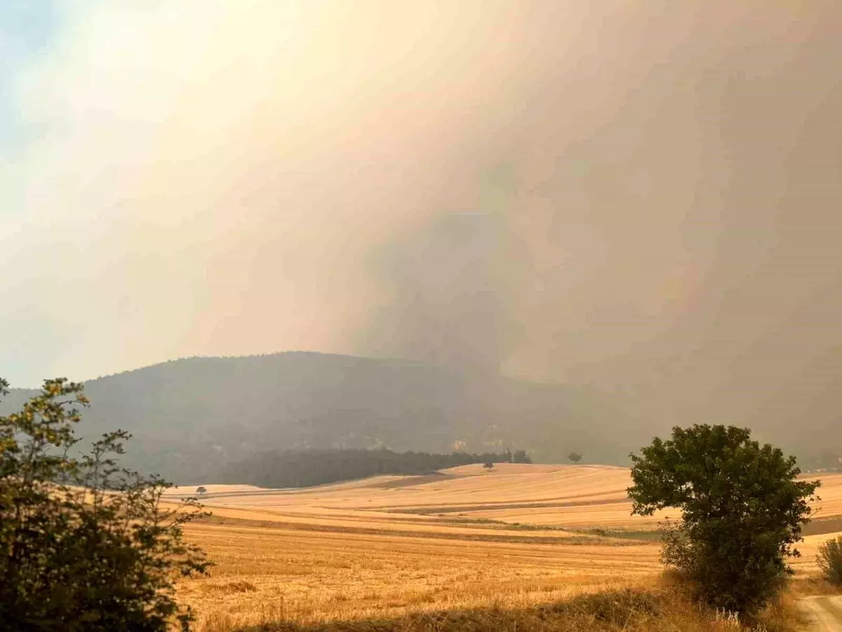 Sakarya ve Bilecik'teki Orman Yangını Kontrol Altına Alınıyor