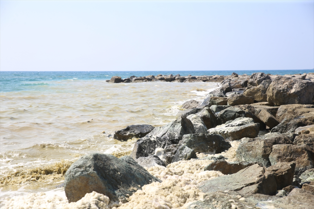A foam-like layer formed along the coastline