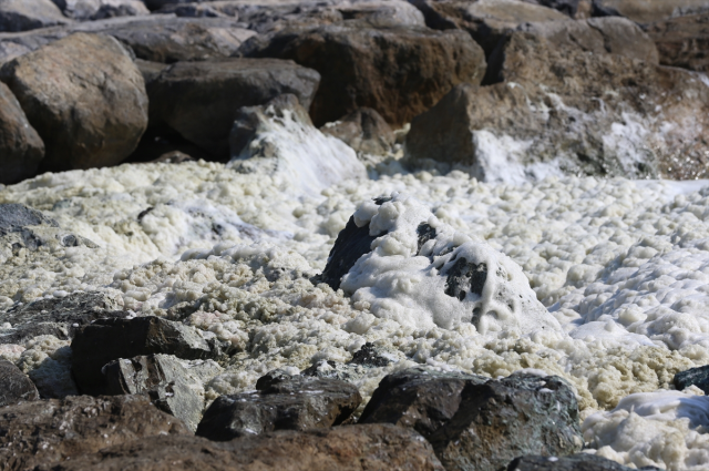 A foam-like layer formed along the coastline