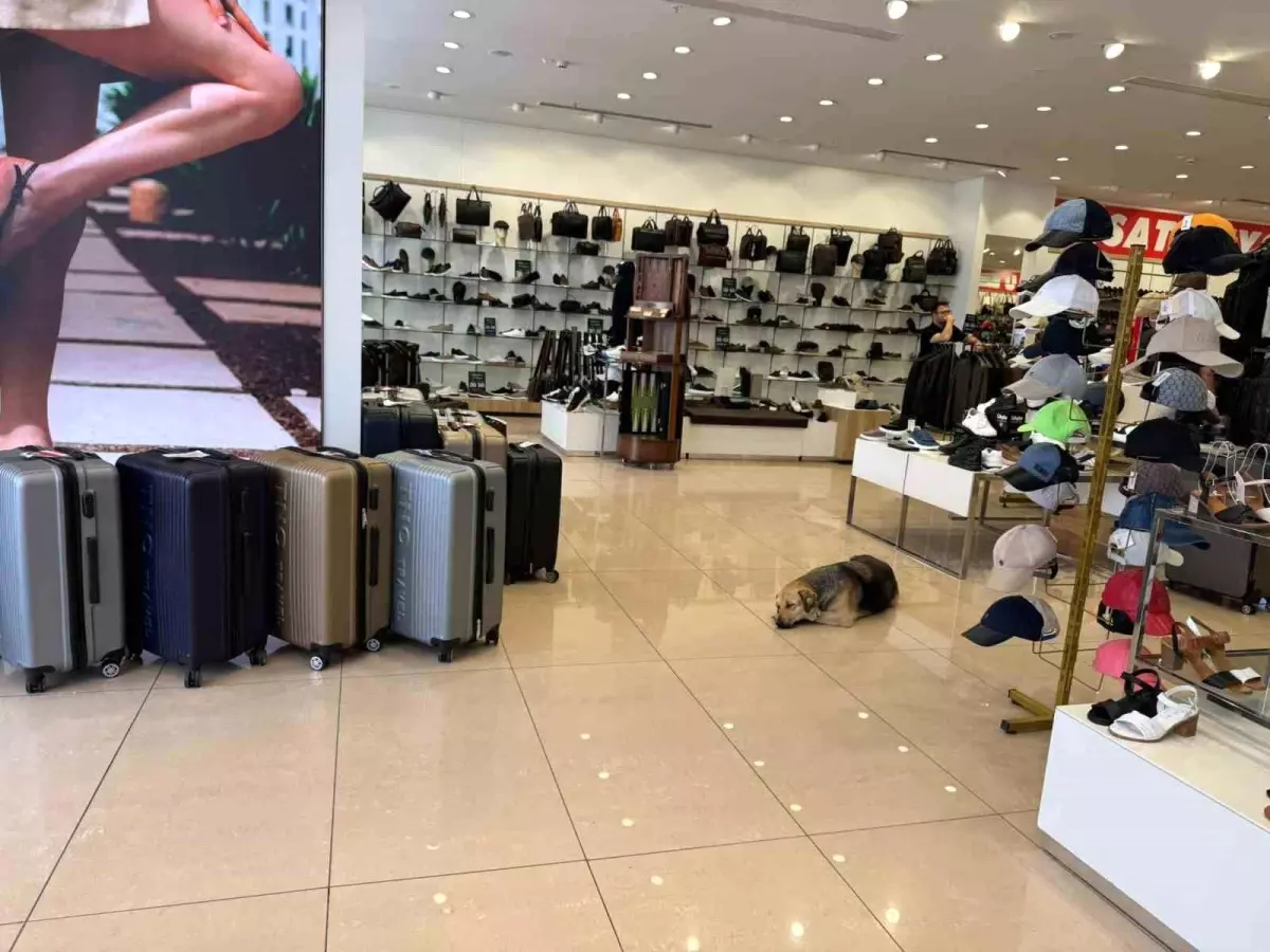 İstanbul'da Afrika Sıcakları: Hissedilen Sıcaklık 47 Dereceye Ulaşırken Sokak Hayvanları Serinlemeye Çalışıyor