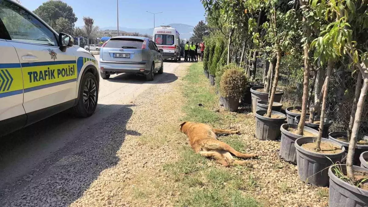 Bursa'da Motosikletin Çarptığı Köpek Telef Oldu, Sürücü Yaralandı