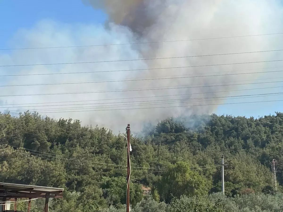 Manisa'da Orman Yangını: Müdahale Devam Ediyor