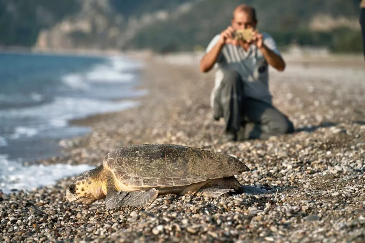 Çıralı'da Caretta Caretta Koruma Projesi