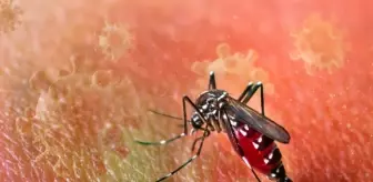 DSÖ'den 'salgın' uyarısı! Chikungunya virüsü hızla yayılıyor, 5.6 milyar kişi risk altında