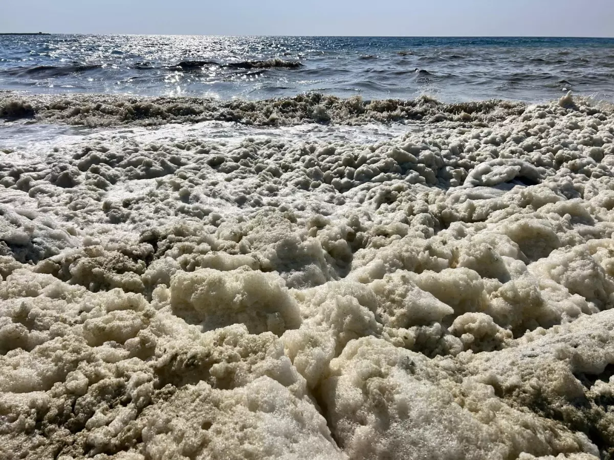İskenderun Körfezi'nde Fitoplankton Patlaması: Müsilajla Karıştırılmamalı