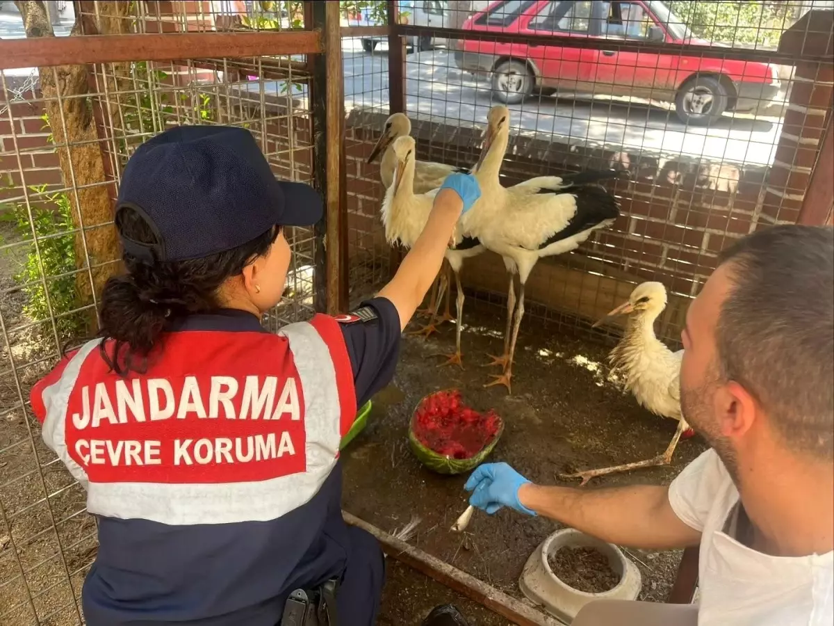 Yaralı Leylek Jandarma Eşliğinde Veterinere Götürüldü
