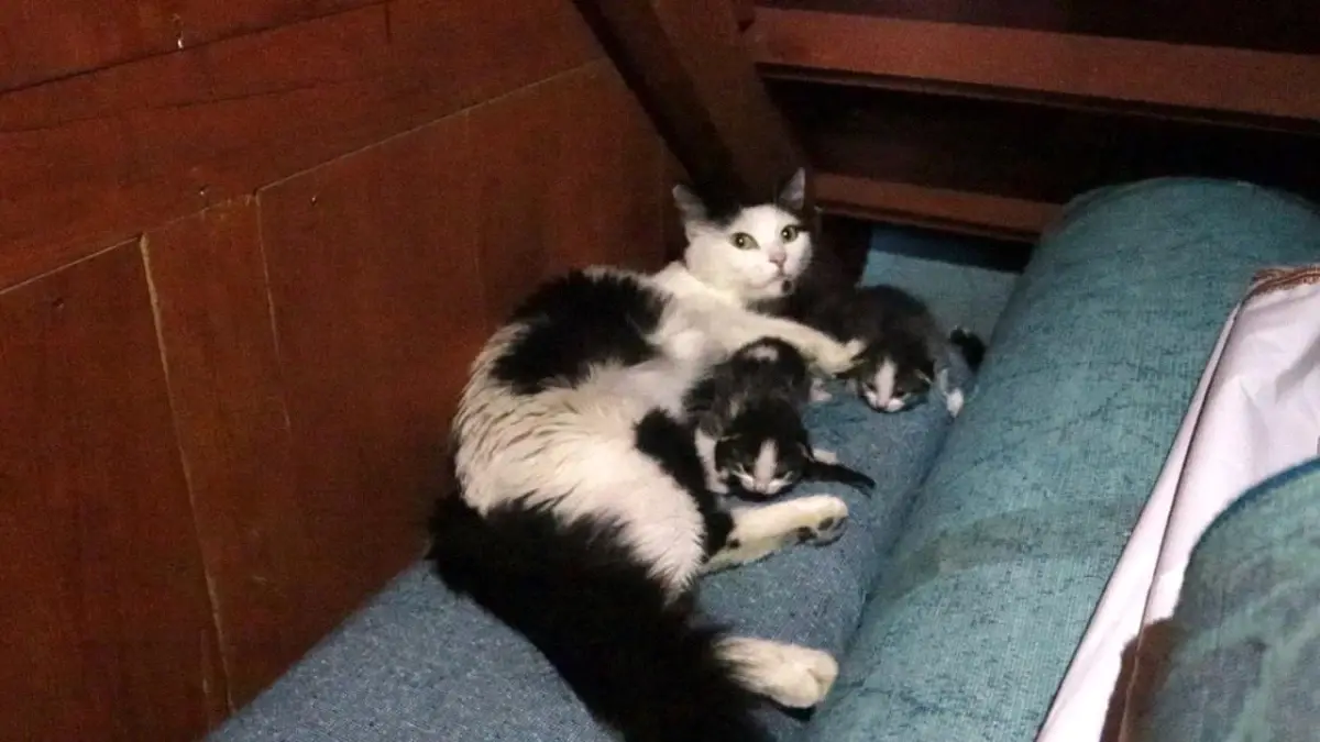 Camide Misafir Kedi: Yavrular için Korunak Arayan Sokak Kedisi İmaret Camii'ne Sığındı