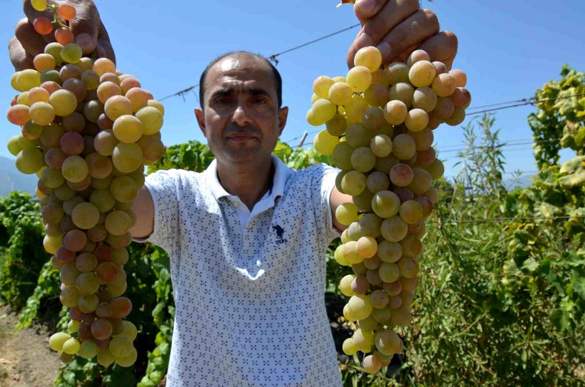 Manisa'da 'Çilek Üzümü' Hasadı Başladı