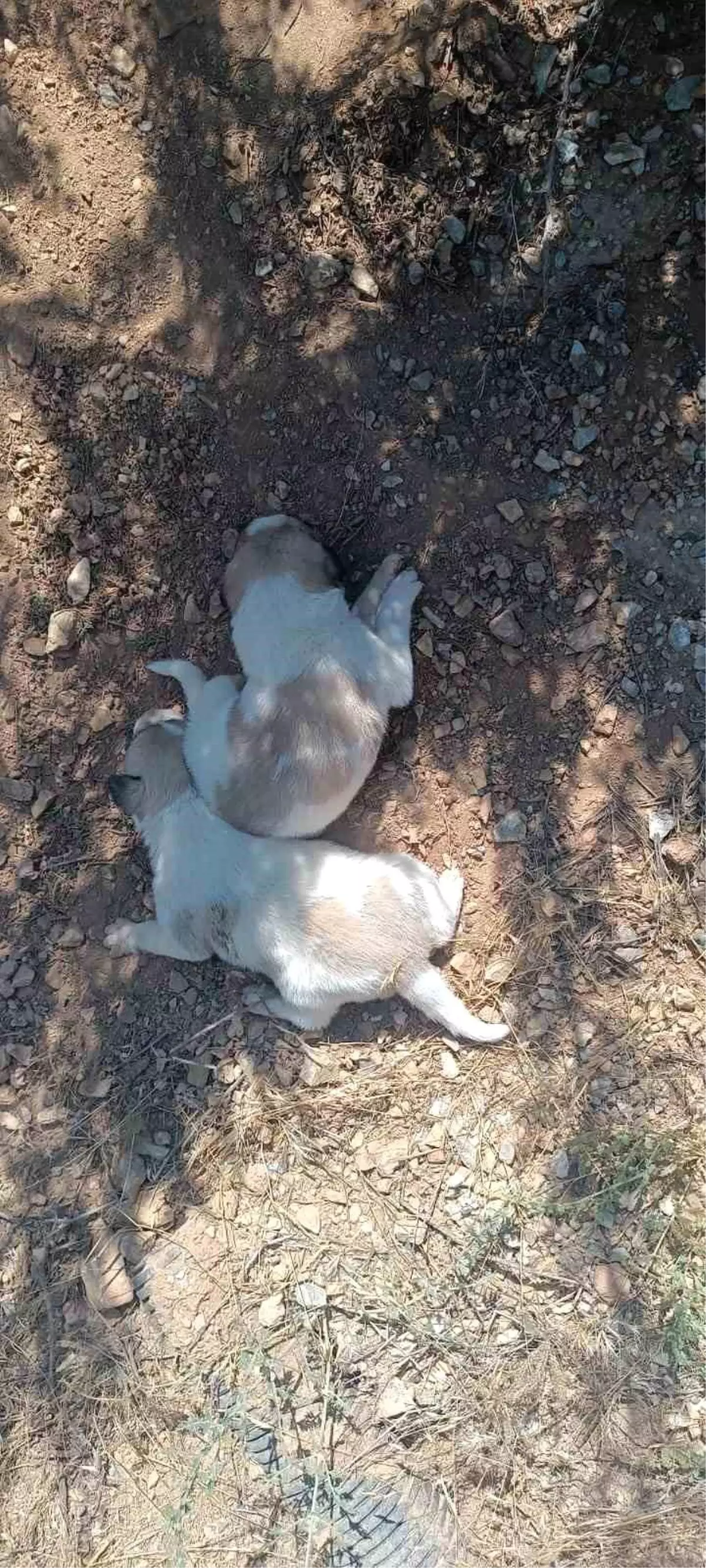 Kırşehir'de Sıkışan İki Köpek Kurtarıldı