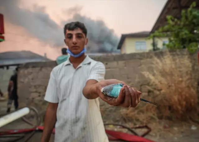 The intervention continues on the 4th day of the forest fire spreading from Sakarya to Bilecik