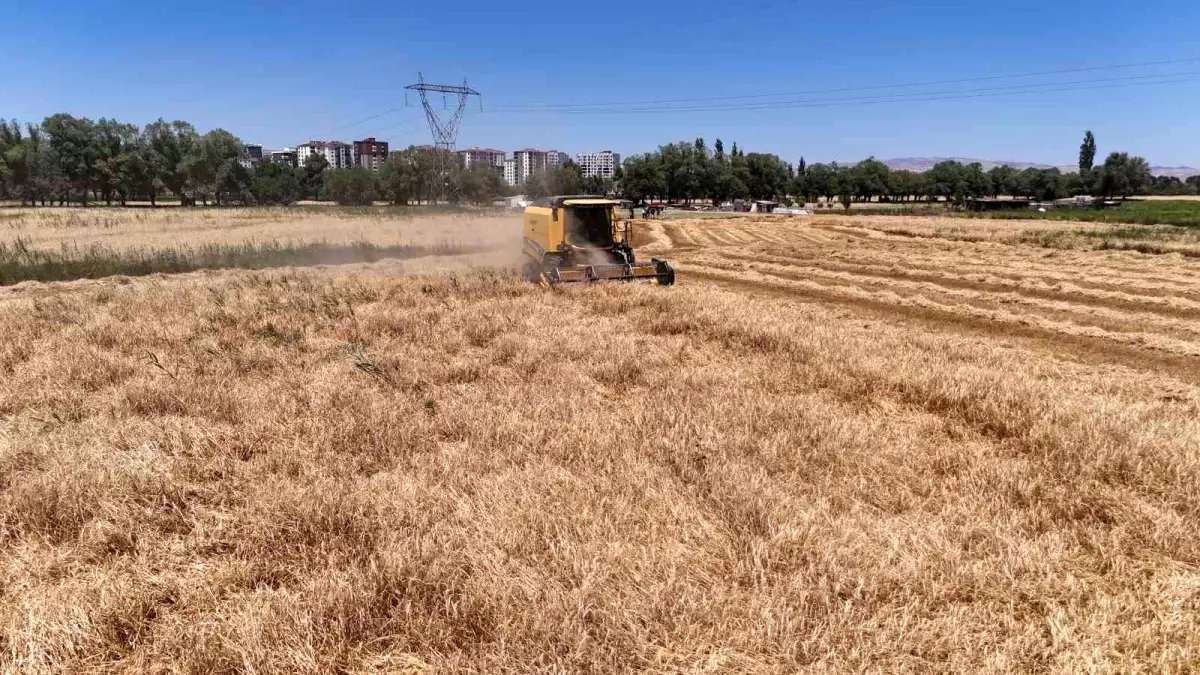 Sivas'ta Buğday ve Arpa Hasadı Başladı