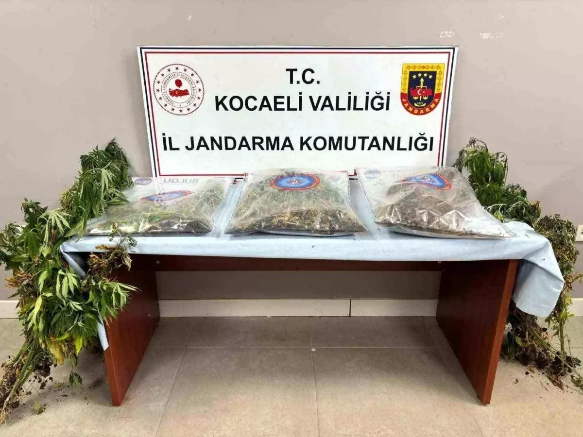 Kocaeli'de Uyuşturucu Operasyonu: 556 Kök Kenevir ve 2 Tutuklama
