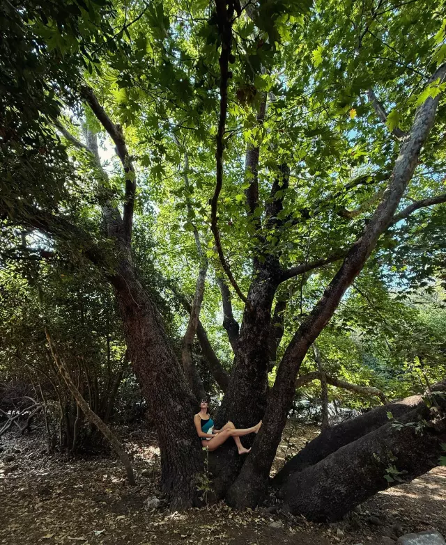 A pose in a bikini from the top of a tree! The note she added to the photo is thought-provoking